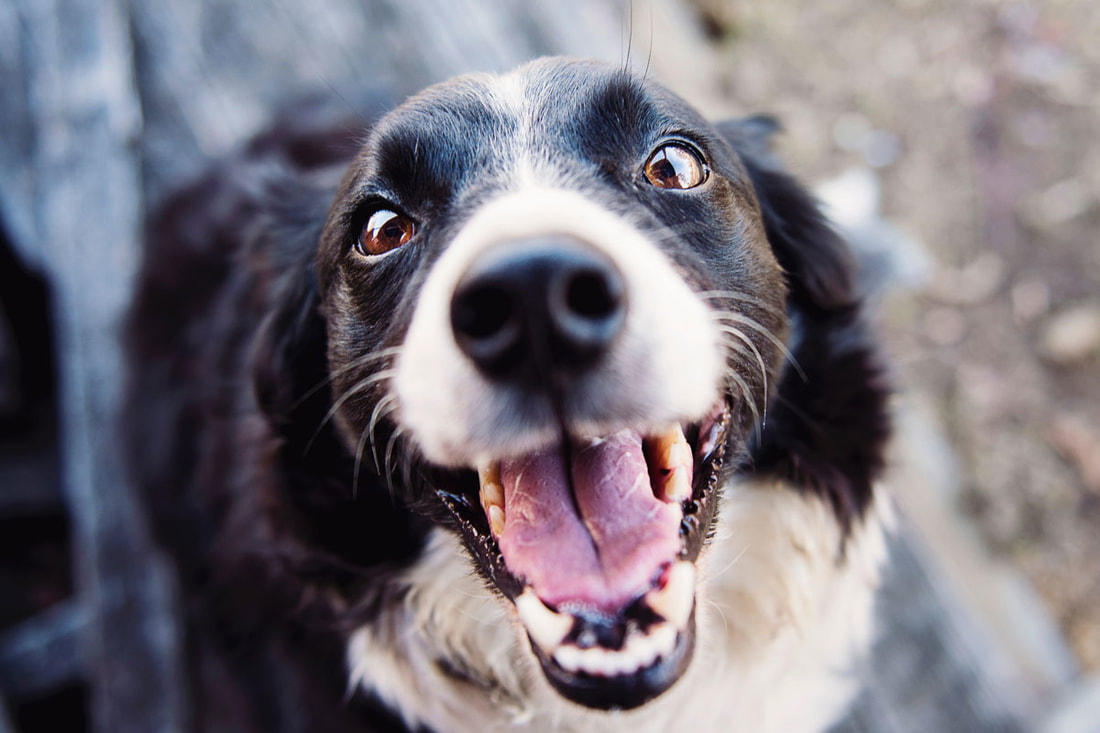 Close-up of happy Border Collie